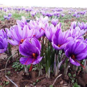 saffron for sale