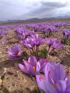 Mashhad and Qom export saffron:_ Buy wholesale Iranian saffron