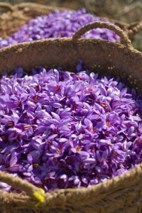 1 kg saffron price